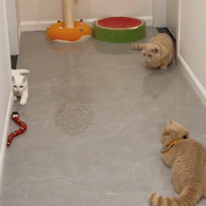 Smart Sensor Interactive Snake Cat Toy USB Rechargeable - 💜🧡Buy 3 ( save $30 and Free shipping ）
