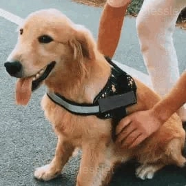 Vet-Recommended No-Pull Dog Harness for Safe, Comfortable Walks