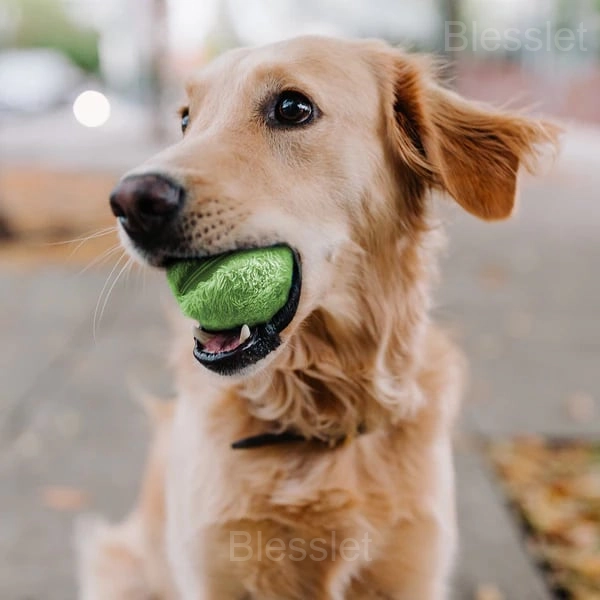 Interactive Active Rolling Ball Toy for Dogs – Anti-Anxiety Fun